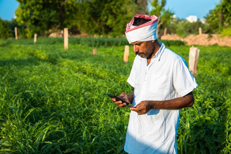 A male farmer standing in a field of crops looks down at a mobile phone that he is holding. 