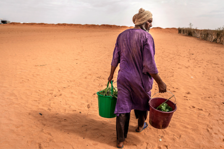 A refugee working on growing his own vegetables to increase food security and self-reliance in Mauritania.