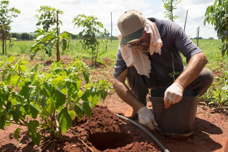 Farmer planting seeds in a forest