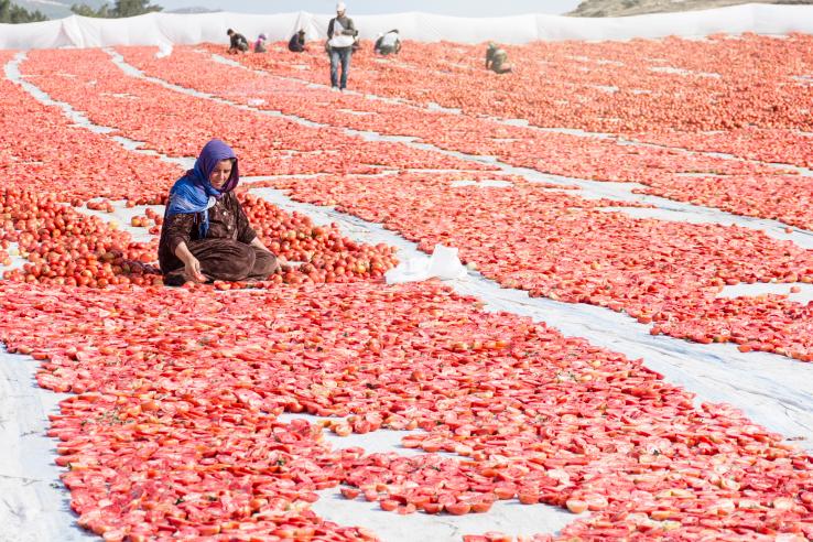 In Foca Izmir, Turkey a Syrian refugee woman works in the production of sun-dried tomatoes.
