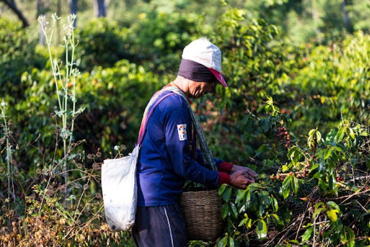 A farmer harvesting coffee beans.