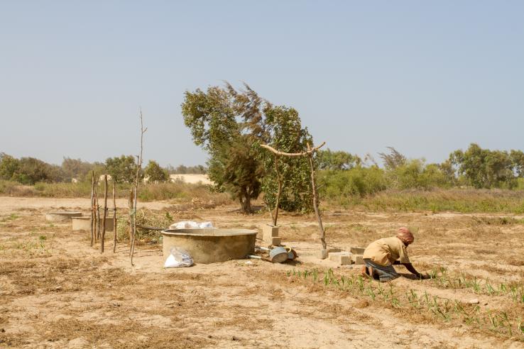A farmer tends an arid field in Senegal. 