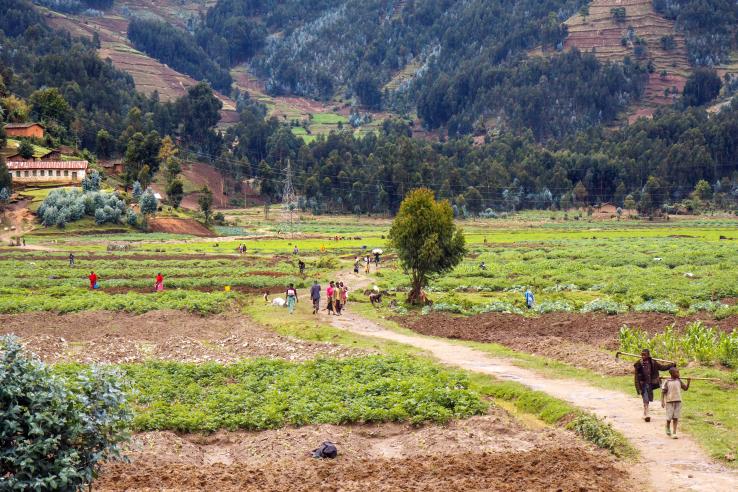 Rwanda agricultural landscape 