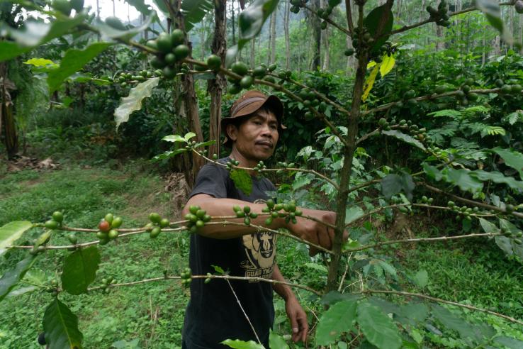 Man taking care of a coffee tree that grows wild in a tropical rain forest in Pekalongan, Central Java, Indonesia.