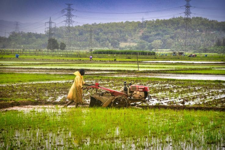 Indian farmer in the field