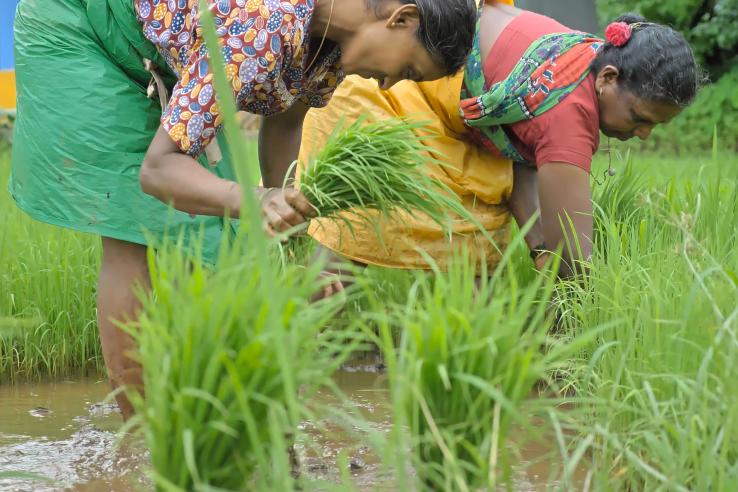 Two women working together in a rice field