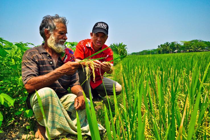 Two men inspecting a rice crop