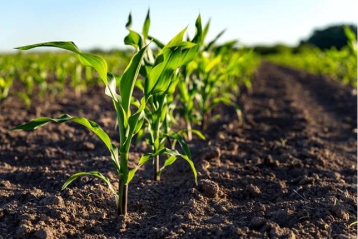 Young maize plants in a row on an agricultural field