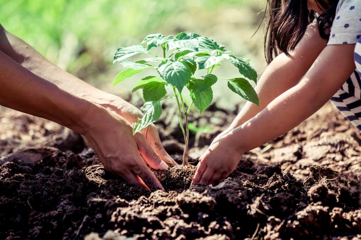 Two people's hands, those of an old lady and a child, plant a tree in the soil