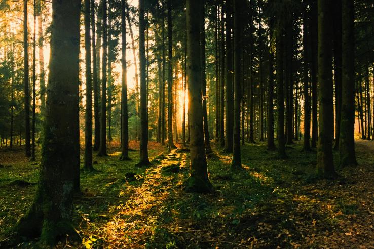 Picture of a forest