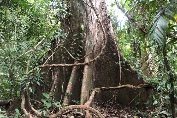 A tree with visible roots grows in a dense forest.