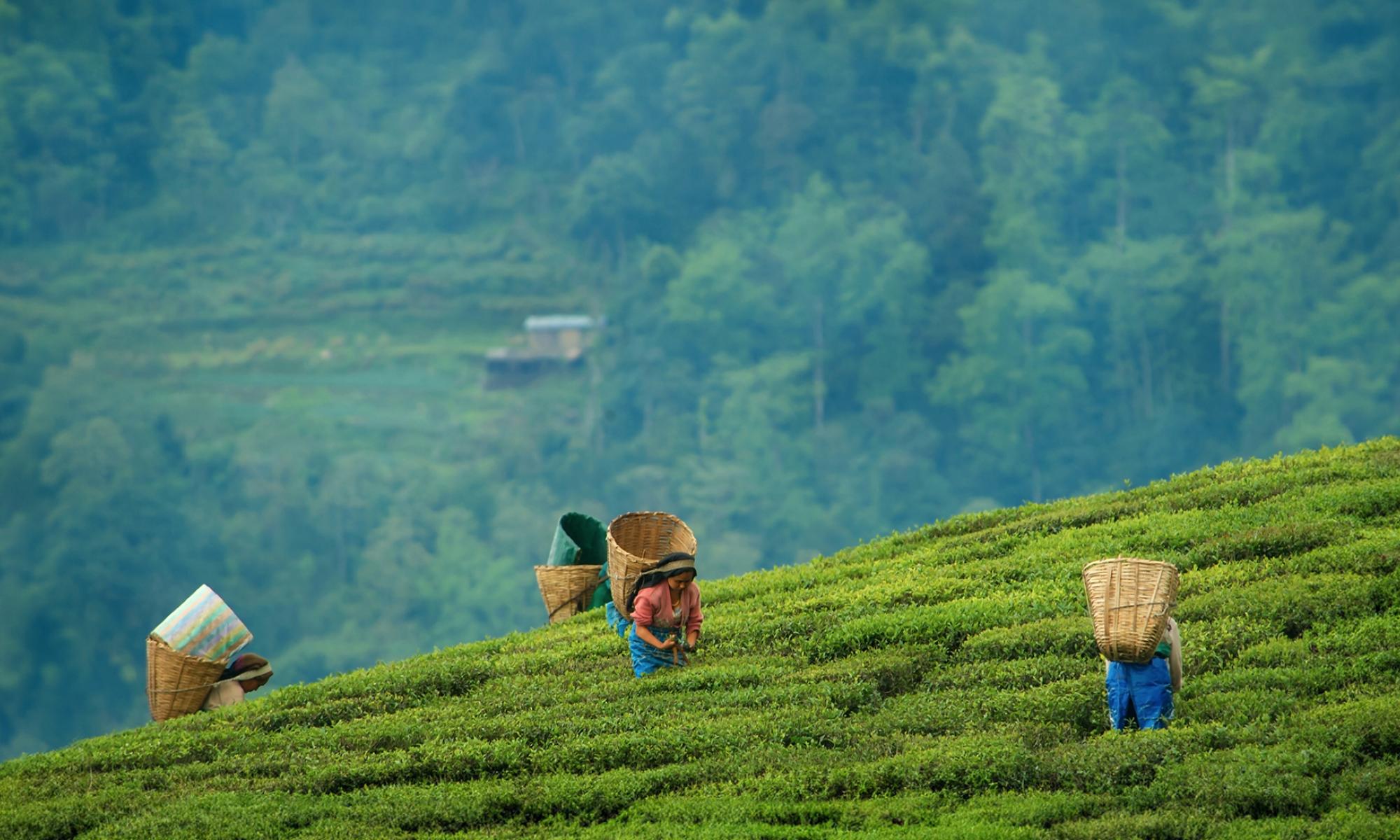 Women working in a field