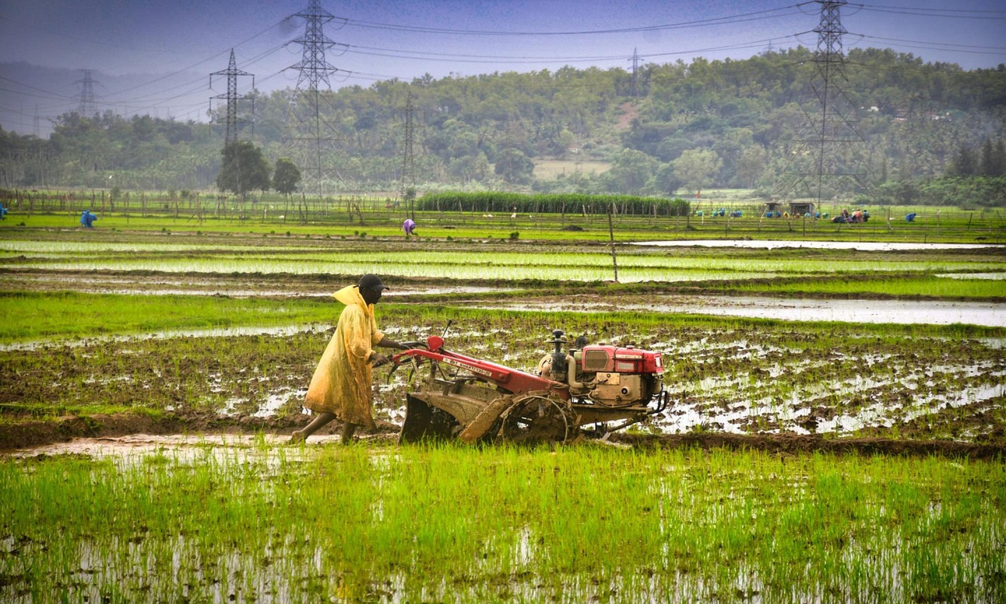 Indian farmer in the field