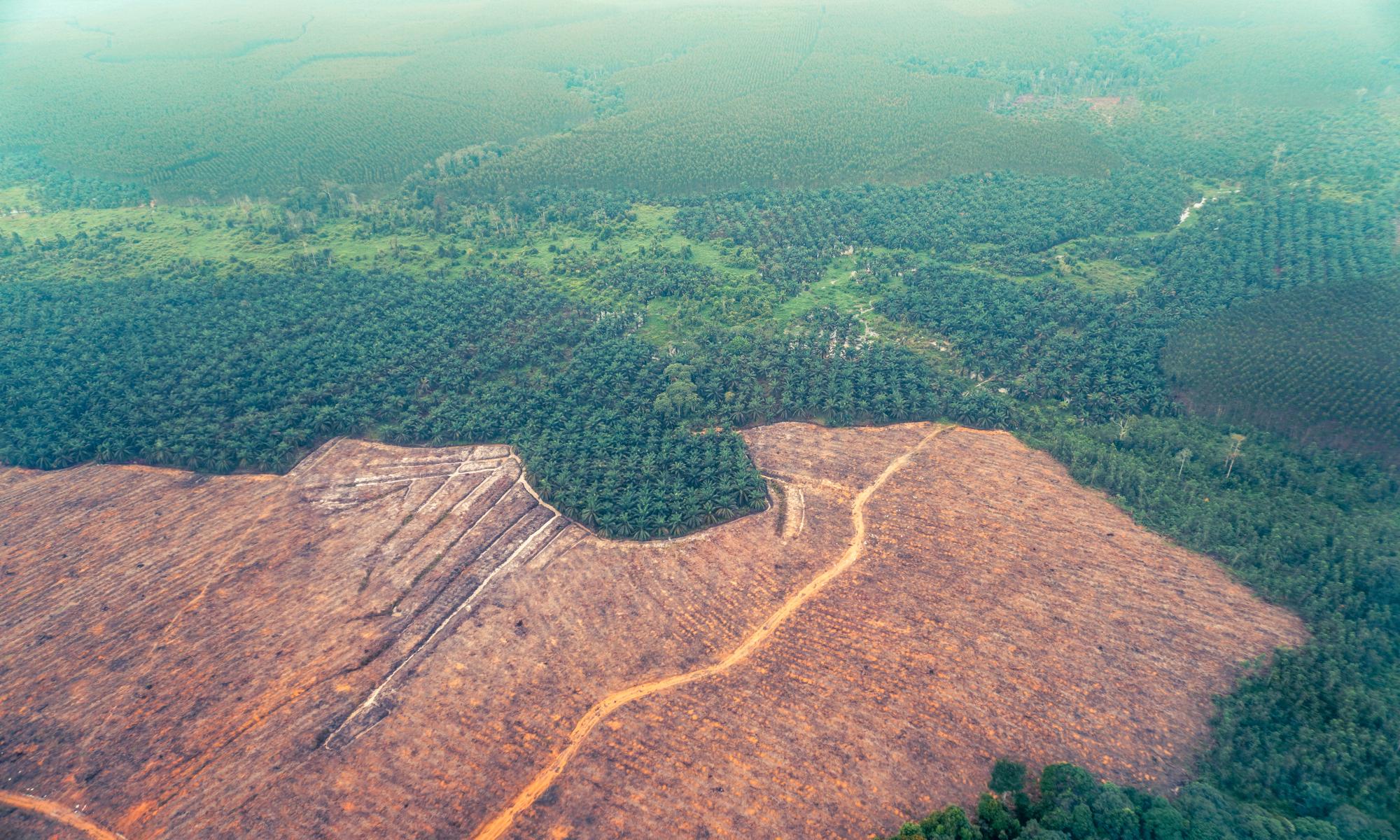 Aerial view of a partly deforested forest