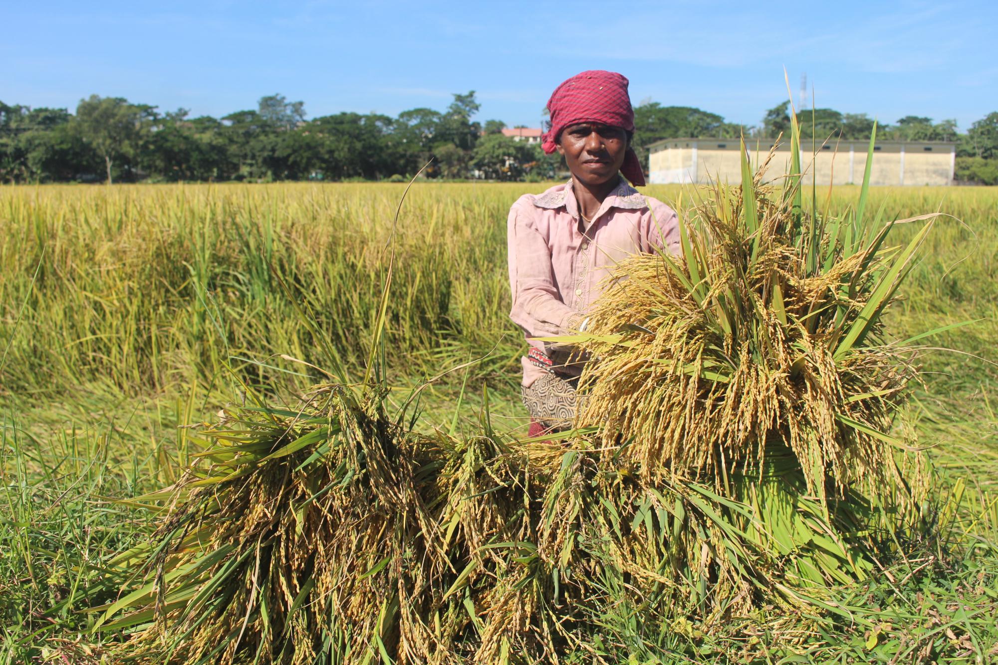 https://www.povertyactionlab.org/sites/default/files/styles/large/public/2021-04/bangladesh_south-asia_agriculture_farmer-harvesting-rice.jpg?itok=3R1Uq9b-