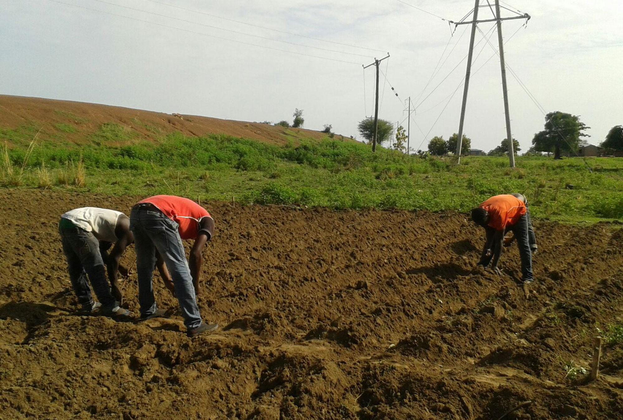 Agricultural Input Subsidies and Savings in Mozambique | The Abdul Latif Jameel Poverty Action Lab