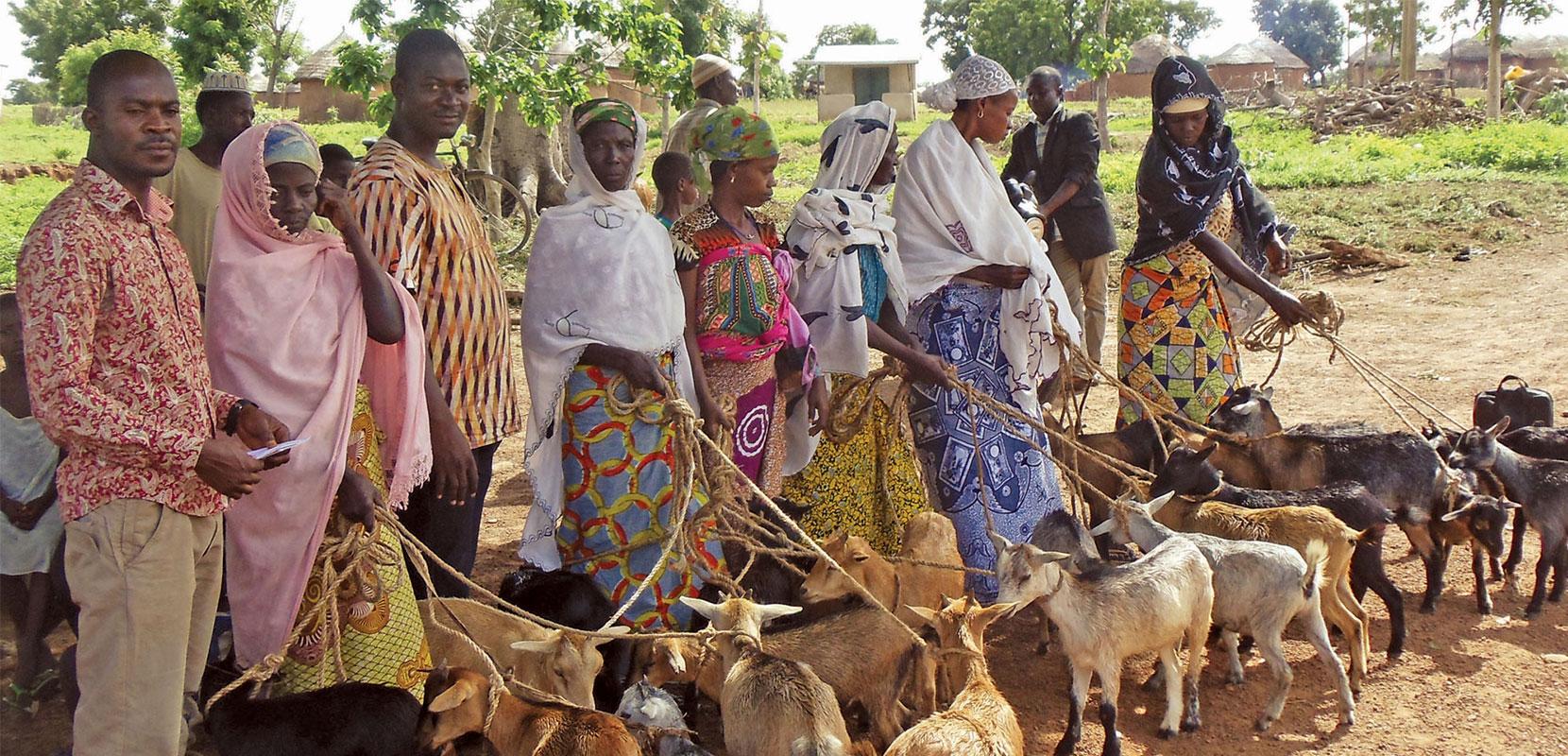 People holding goats by leashes