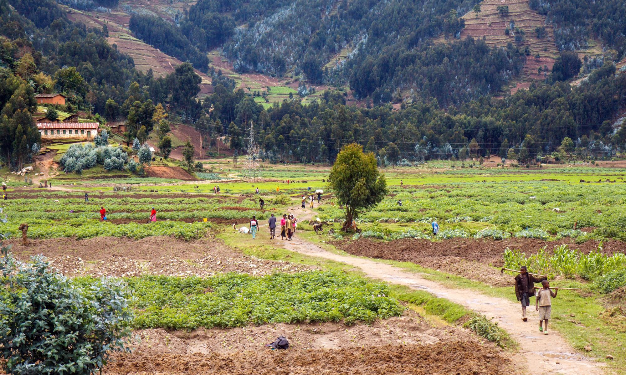 Rwanda agricultural landscape 
