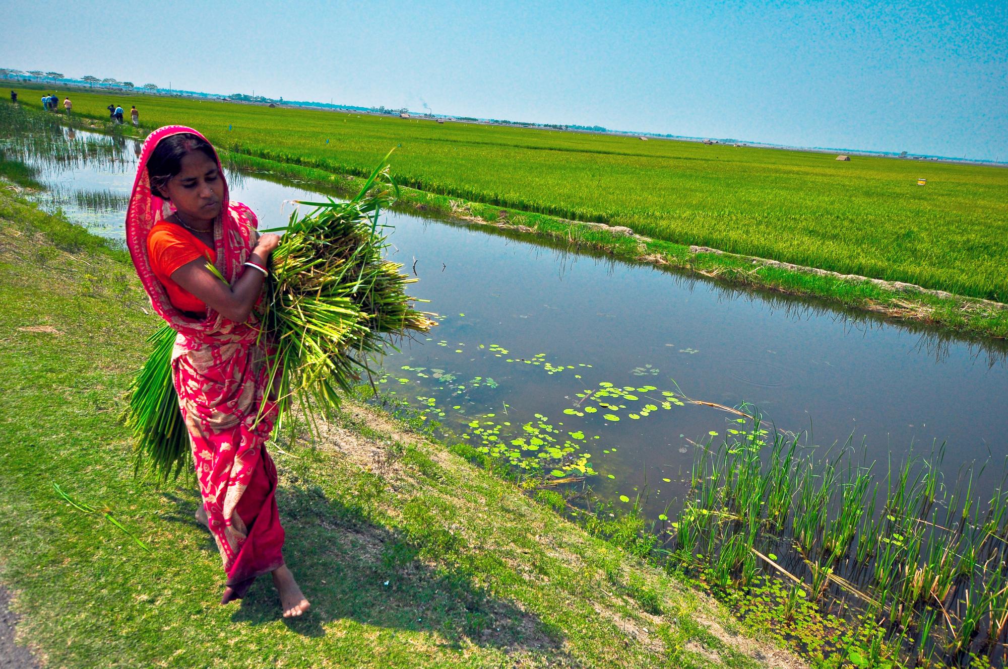 A woman harvesting rice in a field.