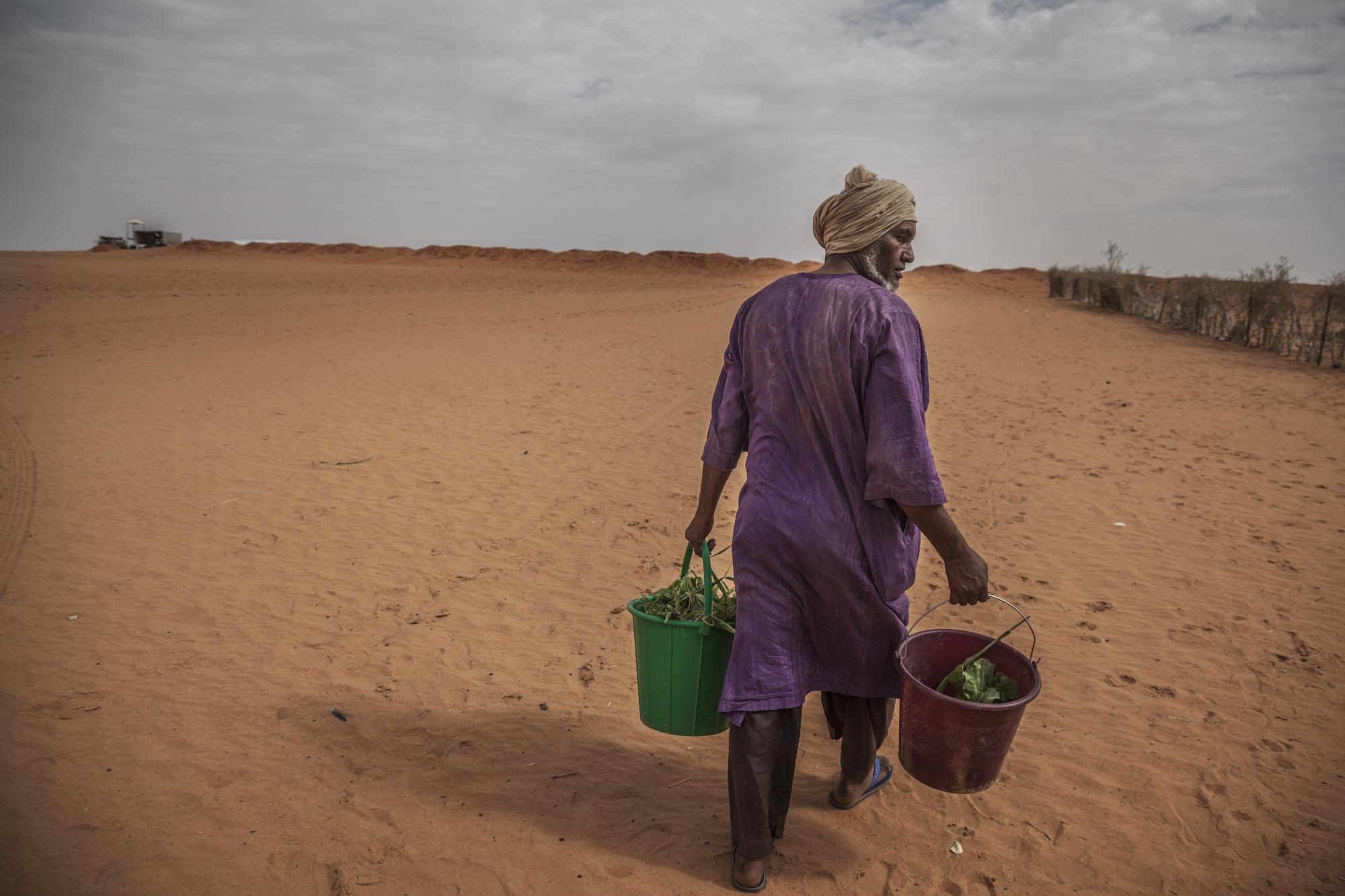 A man walks through arid land carrying buckets filled with small plants