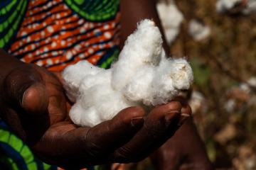 farmer holding cotton in his/her hand