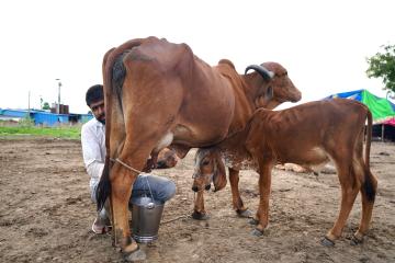 Indian farmer milking a cow