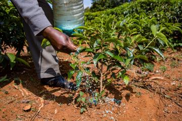 Farmer adding fertilizer to his field in Kenya, J-PAL Africa evaluation summary