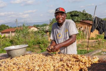 A farmer spreading cocoa beans for drying in Ghana.