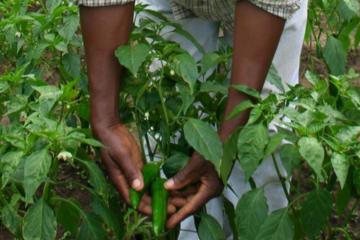 A paprika farmer inspecting his pepper crop in Malawi.