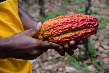 A person holding a red and yellow cocoa pod in Ghana