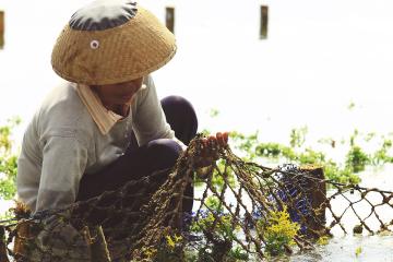 A farmer harvests seaweed in Bali