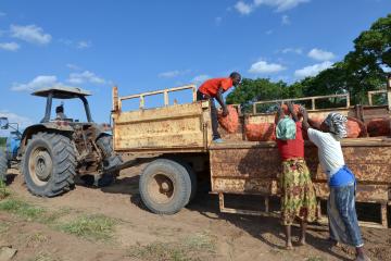 Zambian farmers load truck