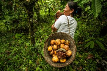Woman carrying backet of tropical fruit in the Amazon forest