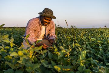Farmer standing in his growing soybean field examining the progress of plants.