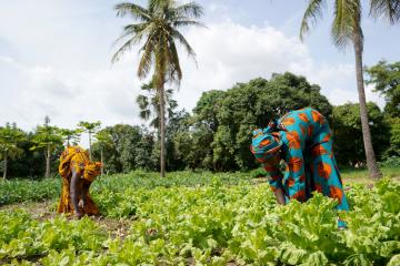 Two women bent over tending to their crops in an agricultural field in sub-Saharan Africa