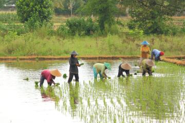 Local farmers work in rice fields in Lombok, Indonesia.