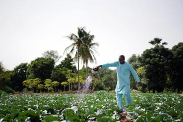 A man waters his crops.