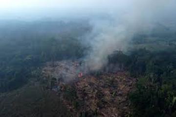 Fire in forest