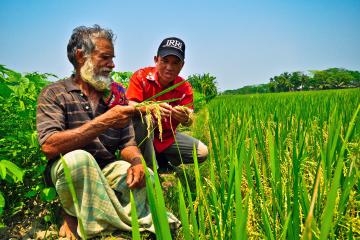 Two men inspecting a rice crop