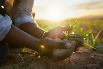 Hands holding a small crop to plant
