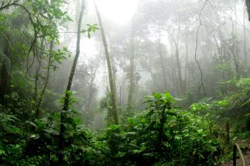 tall green trees in a dark rainforest are surrounded by fog. 